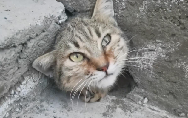 猫咪被困在水泥中，哭泣求助，那委屈的叫声，太让人心疼了