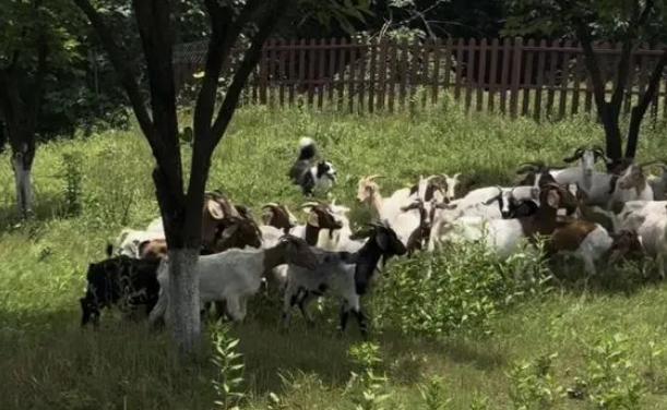 主人给4只边牧买51只羊后遭投诉