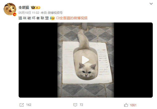 猫咪破坏者联盟，看完血压直接飙升