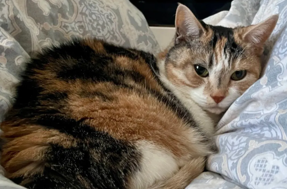 三花猫“影分身”日历爆红,铲屎官连拍十年,满满的都是爱~ 三花猫“影分身”日历爆红,铲屎官连拍十年,满满的都是爱~
