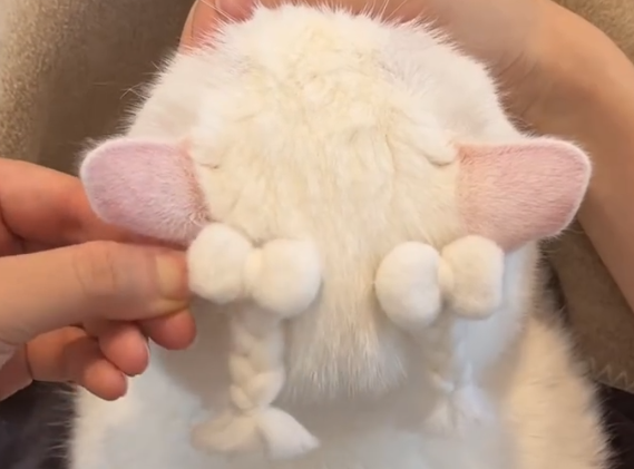 猫咪掉的毛毛可以做成小辫子，这也太可爱了