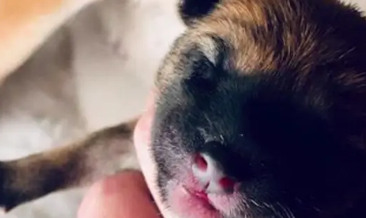 医生诊断柴犬没怀孕，可半夜就生出了狗崽
