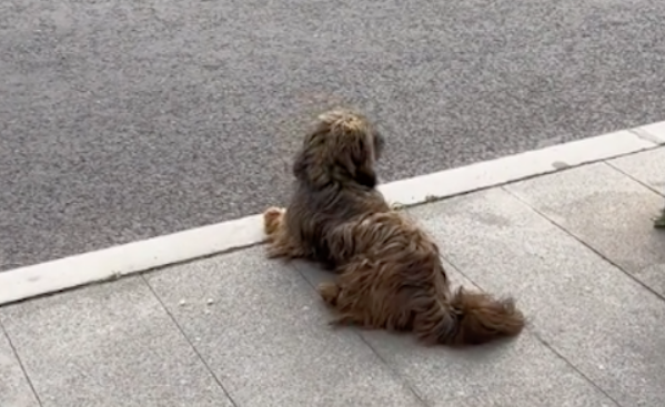 狗狗疑似走丢趴在公交站台等主人，一边嚎叫一边张望