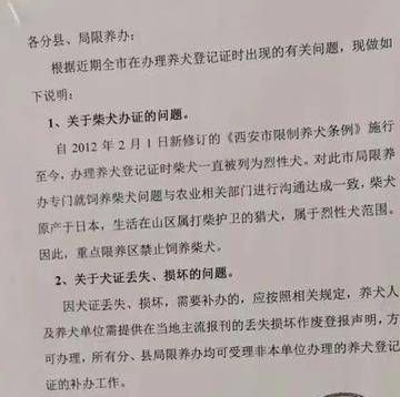 比熊犬被柴犬咬伤至眼球摘除 救治已花近2万元