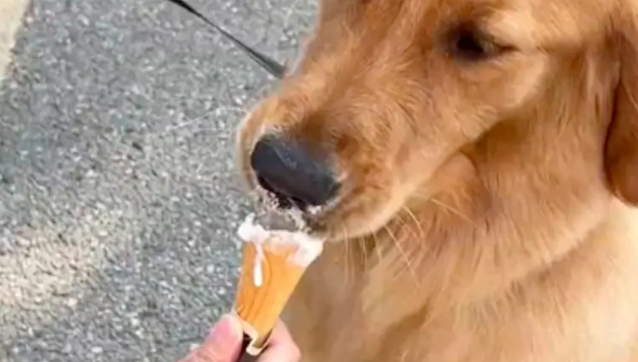 给狗吃完冰激凌它就来大姨妈了，痛经躺在地上不能动，狗：都怪你