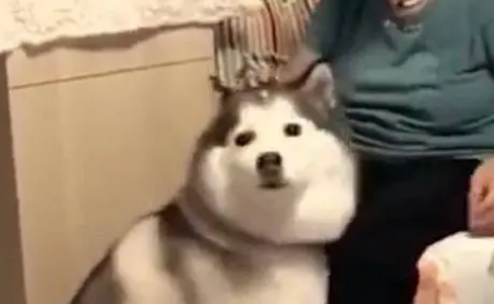 从这只哈士奇的体型来看，就知道是奶奶养大的