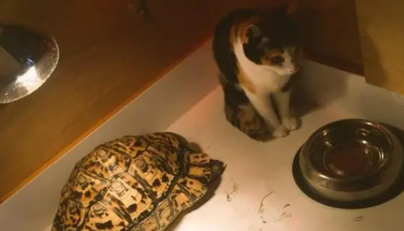 捡回一只小流浪猫，直接占了乌龟的窝，还把它当成坐骑