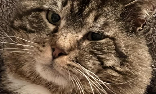 流浪猫咪被举报…居民:“它一天炫八顿!” 流浪猫咪被举报…居民:“它一天炫八顿!”