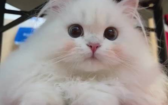 如何与宠物告别?榕城宠物殡葬服务兴起 如何与宠物告别?榕城宠物殡葬服务兴起
