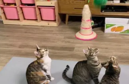 猫咪被小主人抱着“蹂躏”,一脸生无可恋:做猫好难啊 猫咪被小主人抱着“蹂躏”,一脸生无可恋:做猫好难啊