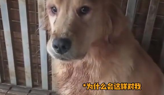 网传江苏一狗场数只狗被割舌头