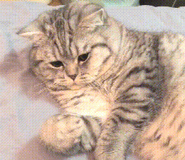 主人教猫咪张开爪子,猫咪一脸懵逼,主人:这怕不是一只傻猫吧 主人教猫咪张开爪子,猫咪一脸懵逼,主人:这怕不是一只傻猫吧