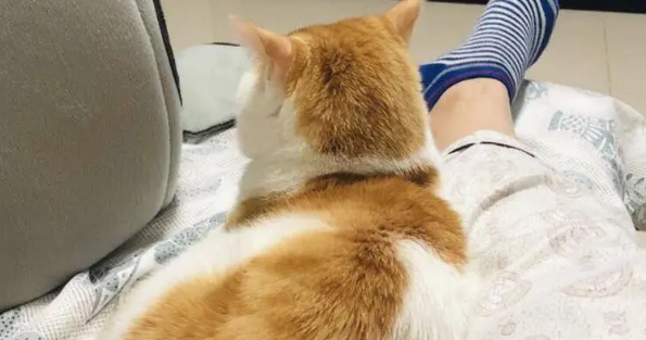 橘猫焦糖的故事：带病的流浪猫坚强的活下来！大橘余生请多指教