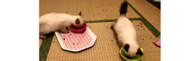 暹罗不愧是“猫中之狗”，这个干饭速度也太吓人了！