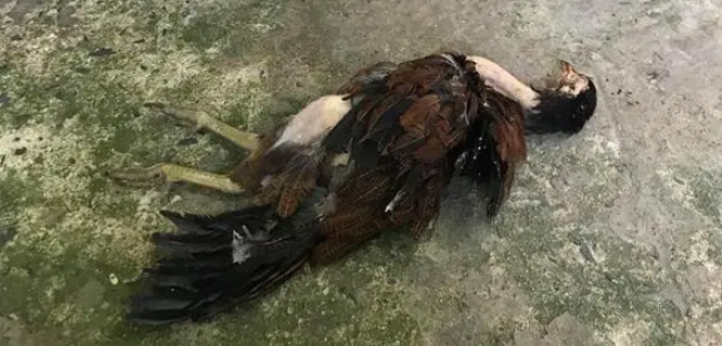女主买了只“山鸡”,隔天就被二哈咬死,狗子的求生欲很强? 女主买了只“山鸡”,隔天就被二哈咬死,狗子的求生欲很强?