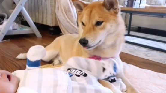 柴犬辛苦带娃两年，女主又生了“二胎”，狗：想累死我呢？