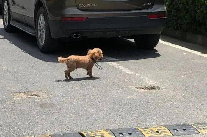 宠物犬横穿马路致人受伤，犬主人赔偿1.5万元
