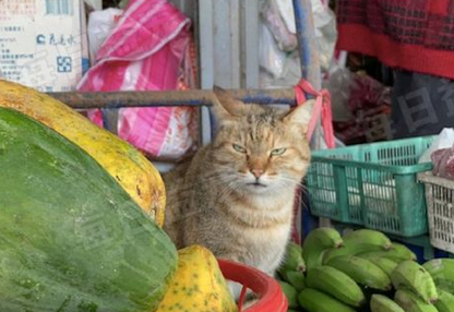 主人请猫咪帮忙看摊,结果它们却在舔脚,必须扣工资 主人请猫咪帮忙看摊,结果它们却在舔脚,必须扣工资
