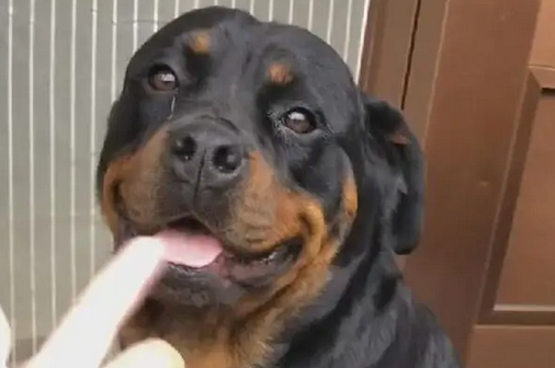 狗狗走丢,主人发布重金寻狗反被讹,这个世界怎么了? 狗狗走丢,主人发布重金寻狗反被讹,这个世界怎么了?