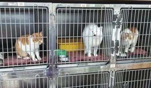 宠物寄养标准尚未细化，春节寄养一只猫竟要上万元？