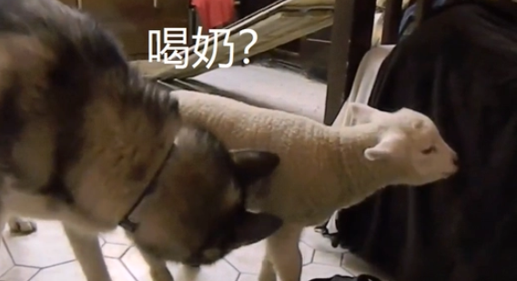 二哈把小羊当“狗”,还想跟它生宝宝,结果羊也被它带偏了 二哈把小羊当“狗”,还想跟它生宝宝,结果羊也被它带偏了