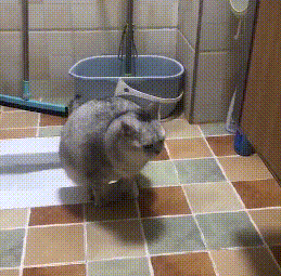 猫咪在厕所蹲坑,完事后还扒拉几下,猫:老祖宗的规矩不能忘 猫咪在厕所蹲坑,完事后还扒拉几下,猫:老祖宗的规矩不能忘