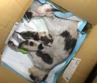 母爱!猫妈“脊椎断裂”无法动弹,却在听到小猫叫声后努力抬头 母爱!猫妈“脊椎断裂”无法动弹,却在听到小猫叫声后努力抬头