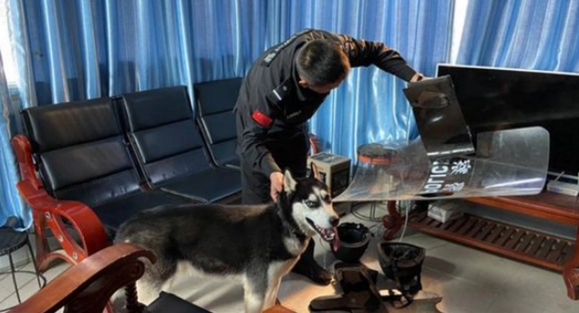 二哈不满足拆家,对公安亭下手,它还是只有编制的“警犬” 二哈不满足拆家,对公安亭下手,它还是只有编制的“警犬”