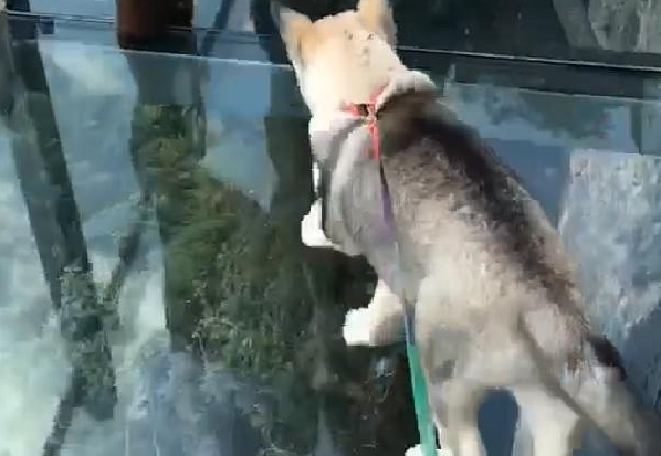 网友带哈士奇爬华山,二哈被吓趴了,二哈:我恐高啊 网友带哈士奇爬华山,二哈被吓趴了,二哈:我恐高啊