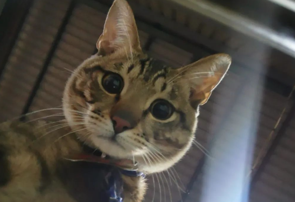 “自从养了猫,没一天能好好看电视!"主人晒哀怨黑影,笑翻全网... “自从养了猫,没一天能好好看电视!"主人晒哀怨黑影,笑翻全网...