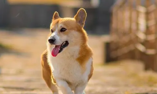 女童被狗咬伤让人揪心!狂犬病病死率近100%,关于狂犬病,这些你要知道 女童被狗咬伤让人揪心!狂犬病病死率近100%,关于狂犬病,这些你要知道