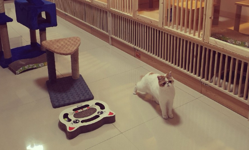 春节寄养一只猫要上万元，宠物寄养标准急需细化