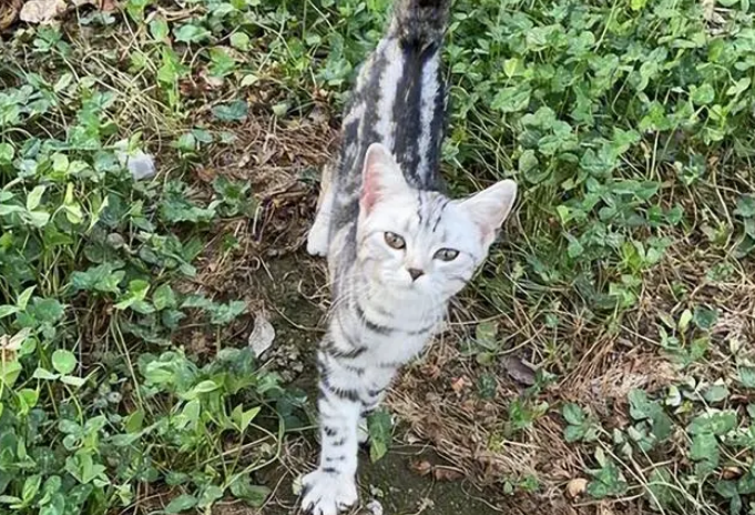 路上捡到一只美短猫,养了半年后,我的噩梦就开始了! 路上捡到一只美短猫,养了半年后,我的噩梦就开始了!