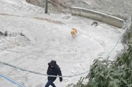狗狗爬坡时，却因为冰太滑直接滑回了原点！狗：今晚我就要远航！