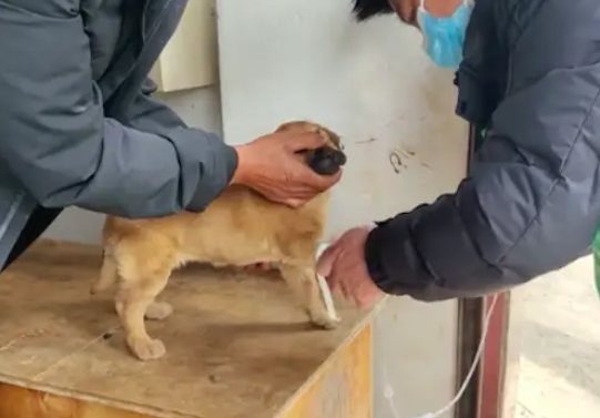 叔叔带生病小狗去打针,它乖乖坐在台子上委屈巴巴的,可爱又可怜 叔叔带生病小狗去打针,它乖乖坐在台子上委屈巴巴的,可爱又可怜