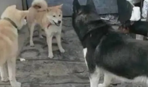 哈士奇被柴犬欺负，于是二哈找来大哥帮忙，结果柴犬尴尬了