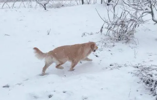 网友带金毛出去玩儿雪,金毛把网友给扑倒后它转身跑了! 网友带金毛出去玩儿雪,金毛把网友给扑倒后它转身跑了!