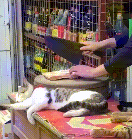 主人咣咣剁肉，猫咪躺在案板边睡觉，颤抖的身体却暴露了内心