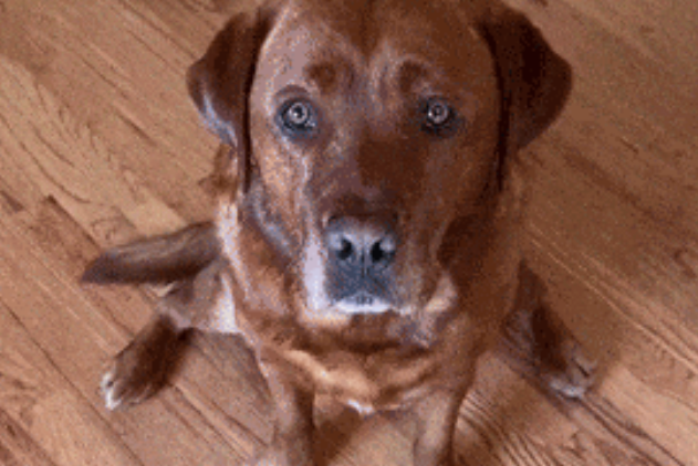 警犬被学校开除，知道原因后…网友都笑疯了哈哈哈哈！