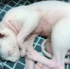 无毛猫和有毛的猫打架，身上留下一道道伤痕，主人：你咋那么虎呢
