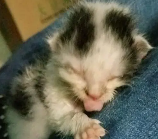 男子从下水道救出一窝小奶猫,眼睛都没睁开,喂养一周后被萌翻 男子从下水道救出一窝小奶猫,眼睛都没睁开,喂养一周后被萌翻