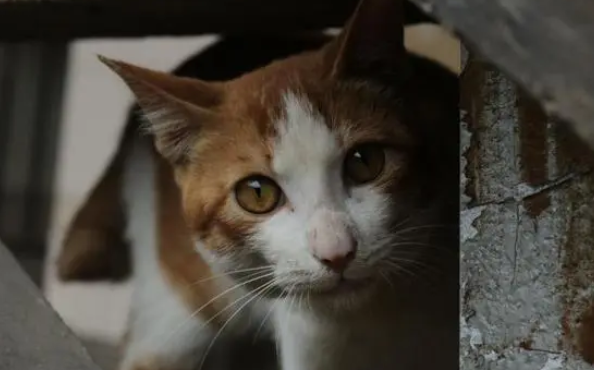 想赚年轻人的钱，得先讨好他们的猫？