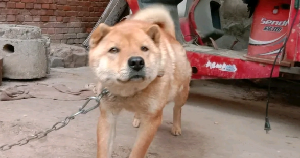土狗睡醒伸了伸懒腰,突然仰天狂吠,狗:练练嗓音 土狗睡醒伸了伸懒腰,突然仰天狂吠,狗:练练嗓音