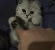 主人碰猫咪的小脚脚，猫咪奋力躲避：别碰我的脚脚，再碰我就吃掉