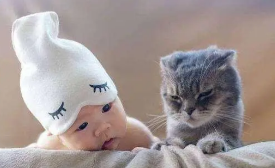 主人怀孕,猫咪竟然先知道!可别小看它们的能力哦 主人怀孕,猫咪竟然先知道!可别小看它们的能力哦