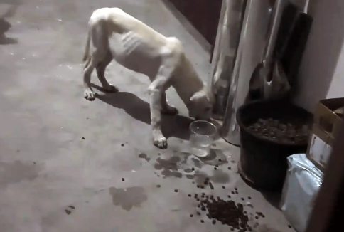 因为一顿饭，守在人类家门口的拉布拉多犬，怎么赶都不离开 