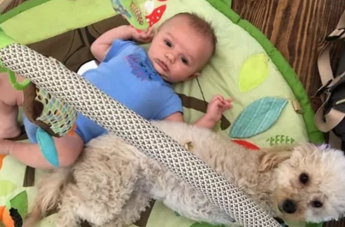 一只残疾的狗狗遭主人抛弃，孕妇领养后，改变太多了