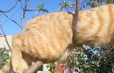 猫咪爬树上睡觉,可看看这猫的颜色,网友:这树真可怜 猫咪爬树上睡觉,可看看这猫的颜色,网友:这树真可怜