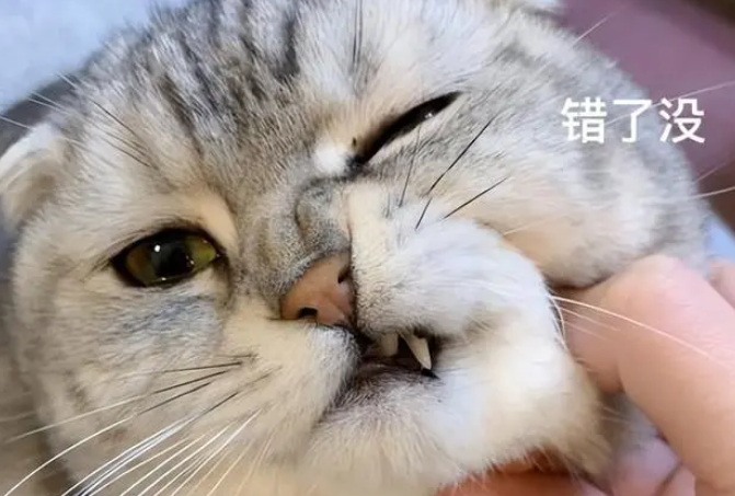 路上捡到一只美短猫,养了半年后,我的噩梦就开始了! 路上捡到一只美短猫,养了半年后,我的噩梦就开始了!