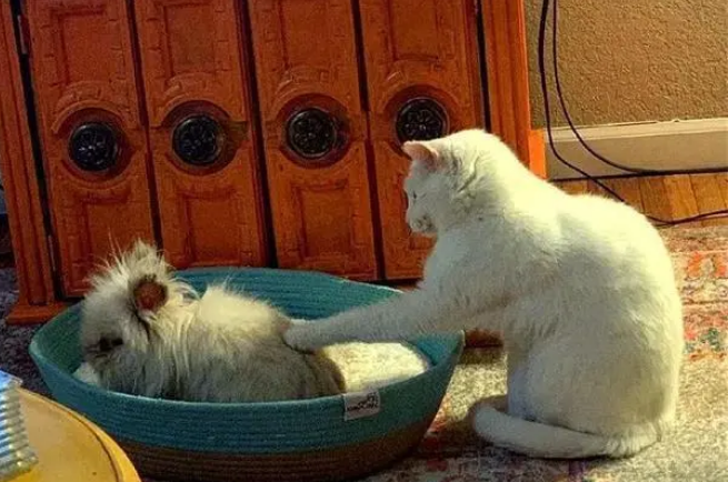 猫咪被新来的兔子欺负,在猫窝也被抢后求助主人:你不爱我了吗 猫咪被新来的兔子欺负,在猫窝也被抢后求助主人:你不爱我了吗